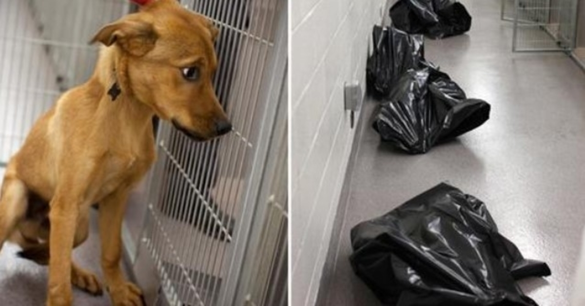 Tierheimmitarbeiter teilen herzzerreißendes Foto, um zu zeigen, was mit unerwünschten Hunden passiert