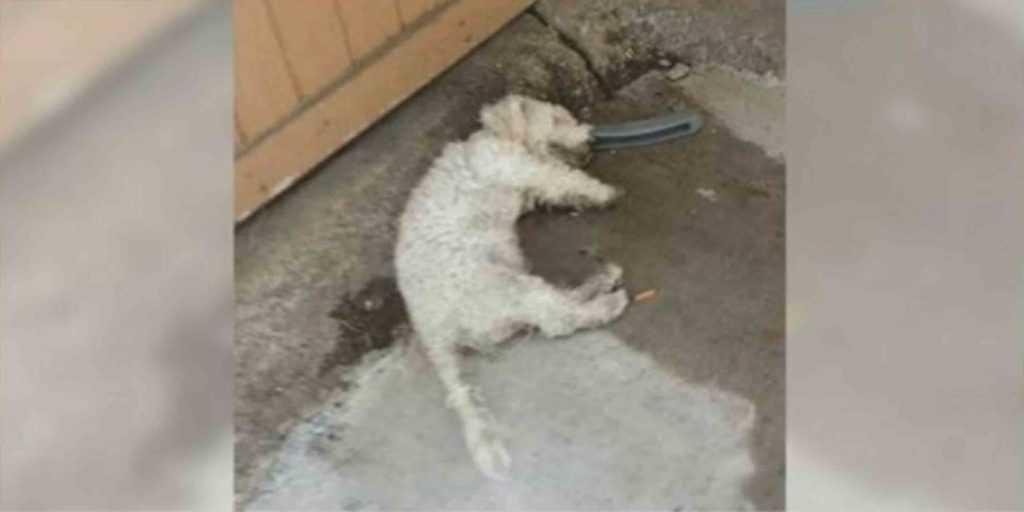 „Toter“ Hund hob seinen Kopf, als die Person, auf die er gewartet hat, kommt, um ihn nach Hause zu bringen