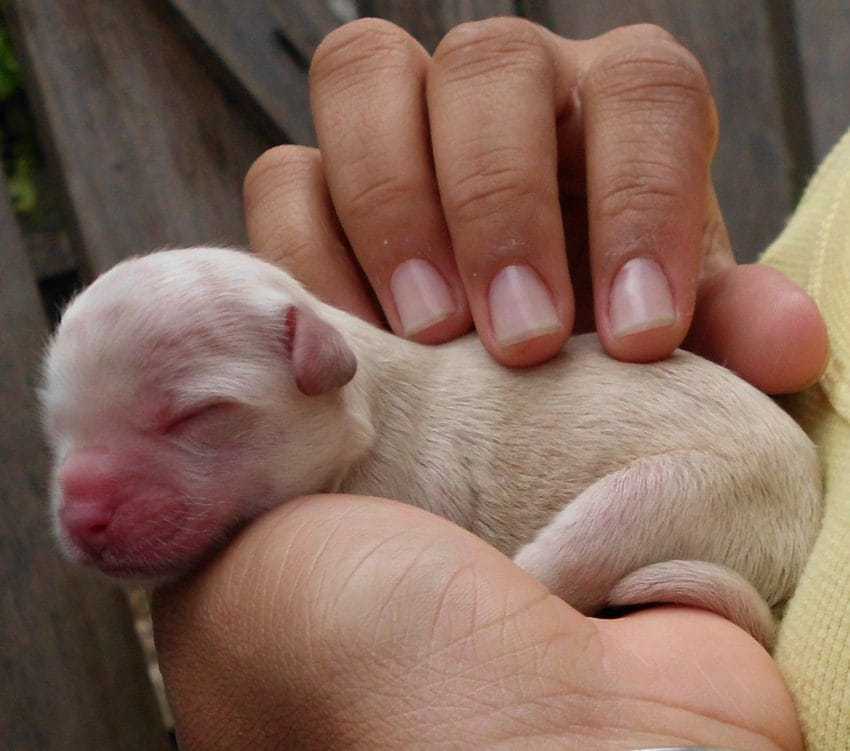 Trächtiger Pitbull wird vom Besitzer ausgesetzt, dann sieht Tierheim „unzählige“ Welpen auf dem Röntgenbild der Gebärmutter