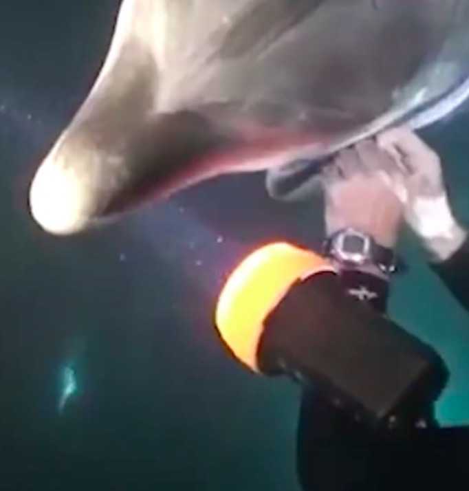 Ein Taucher schwamm auf Hawaii, als ein Delphin zu ihm schwamm und um dringende Hilfe bat
