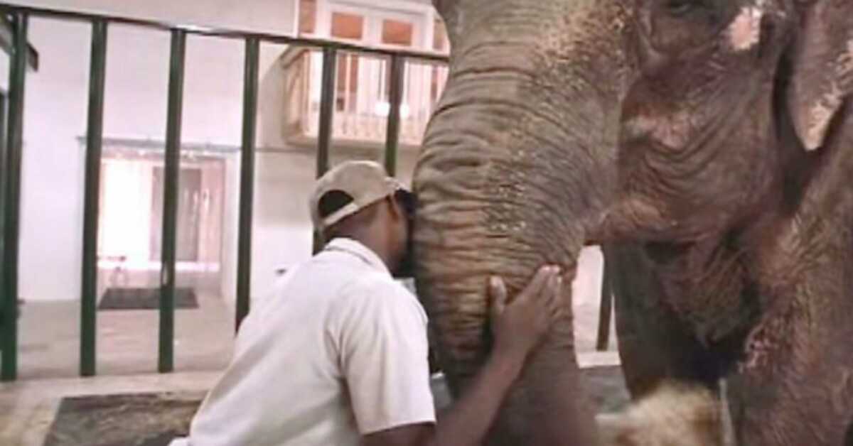 Tierpfleger befreit Elefant nach 22 Jahren allein in Gefangenschaft