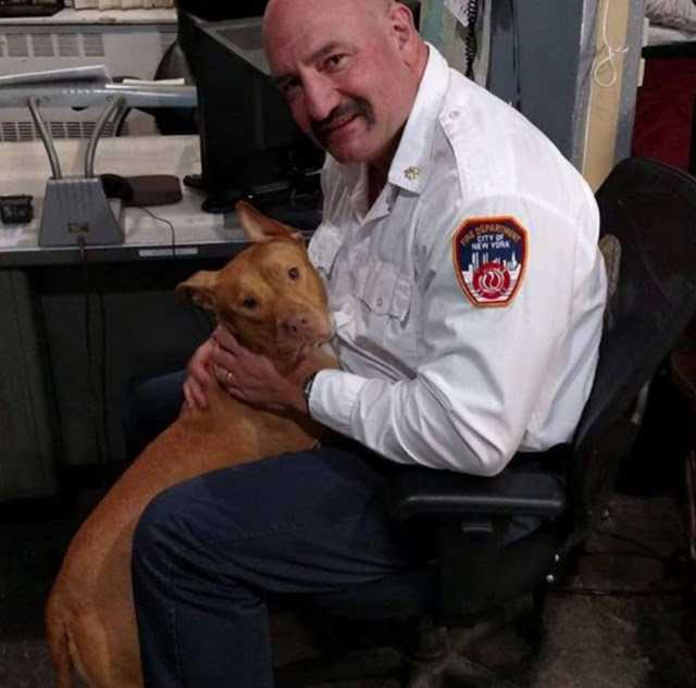 Hund, der von ihrer Familie zurückgelassen wurde, hängt jetzt den ganzen Tag mit Feuerwehrleuten rum