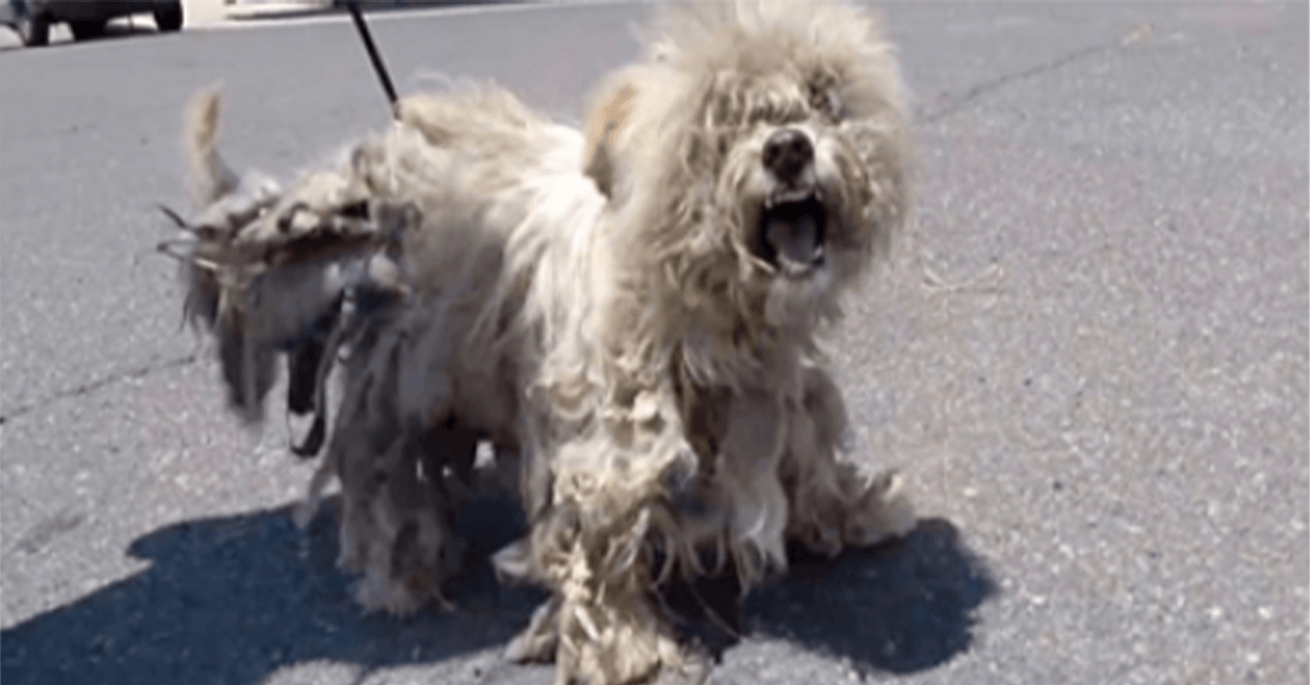 Ein herumstreunender Hund mit schwindendem Geist schrie vor Schmerz, als sie auf ihn zukrochen