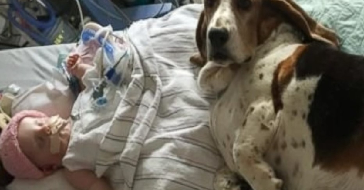 Basset Hounds bleiben bei sterbendem Baby, bis es seinen letzten Atemzug macht