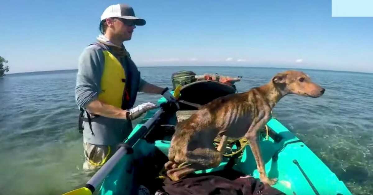 Mann rettet allein auf abgelegener Insel hungernden Hund und bringt ihn nach Hause