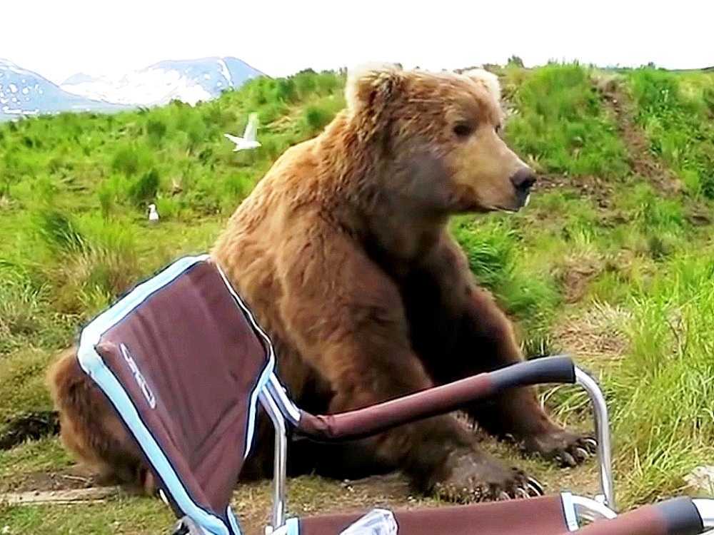 Bär wacht aus seinem Nickerchen auf und geht zu einem Wohnmobil und setzt sich direkt neben ihn