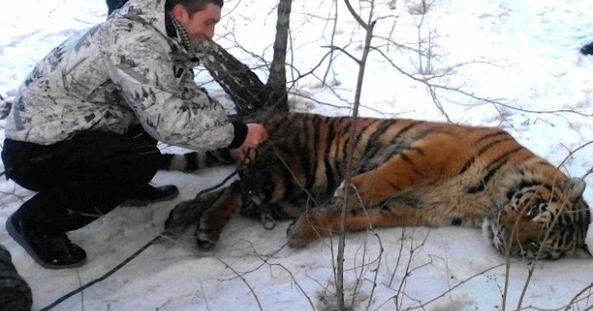 Ein wilder Tiger kam und bat um Hilfe, um ihm die Schlinge um den Hals zu lösen