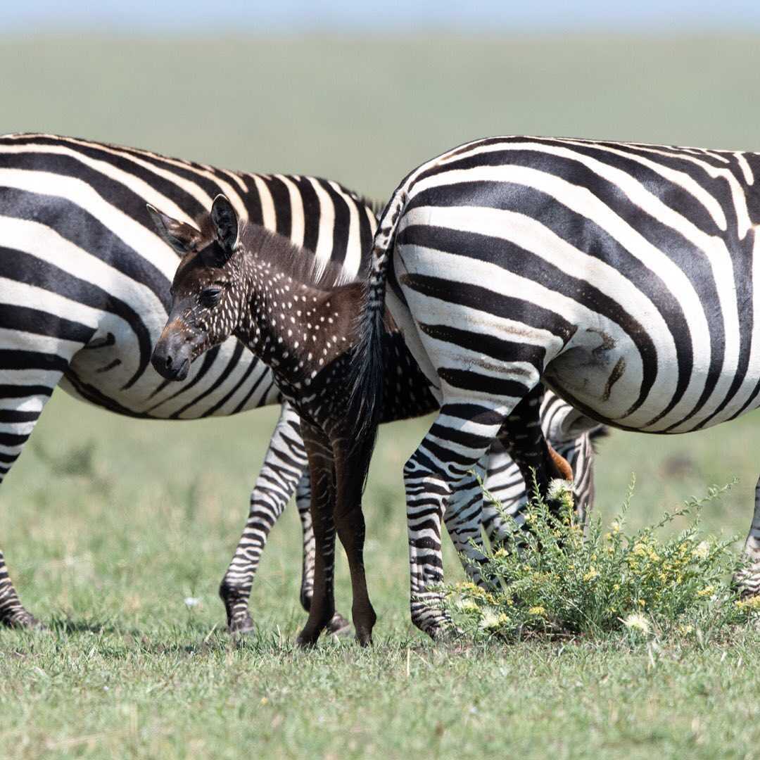 Baby-Zebra wird mit Punkten statt Streifen geboren – zum ersten Mal überhaupt aufgenommen (+8 Bilder)