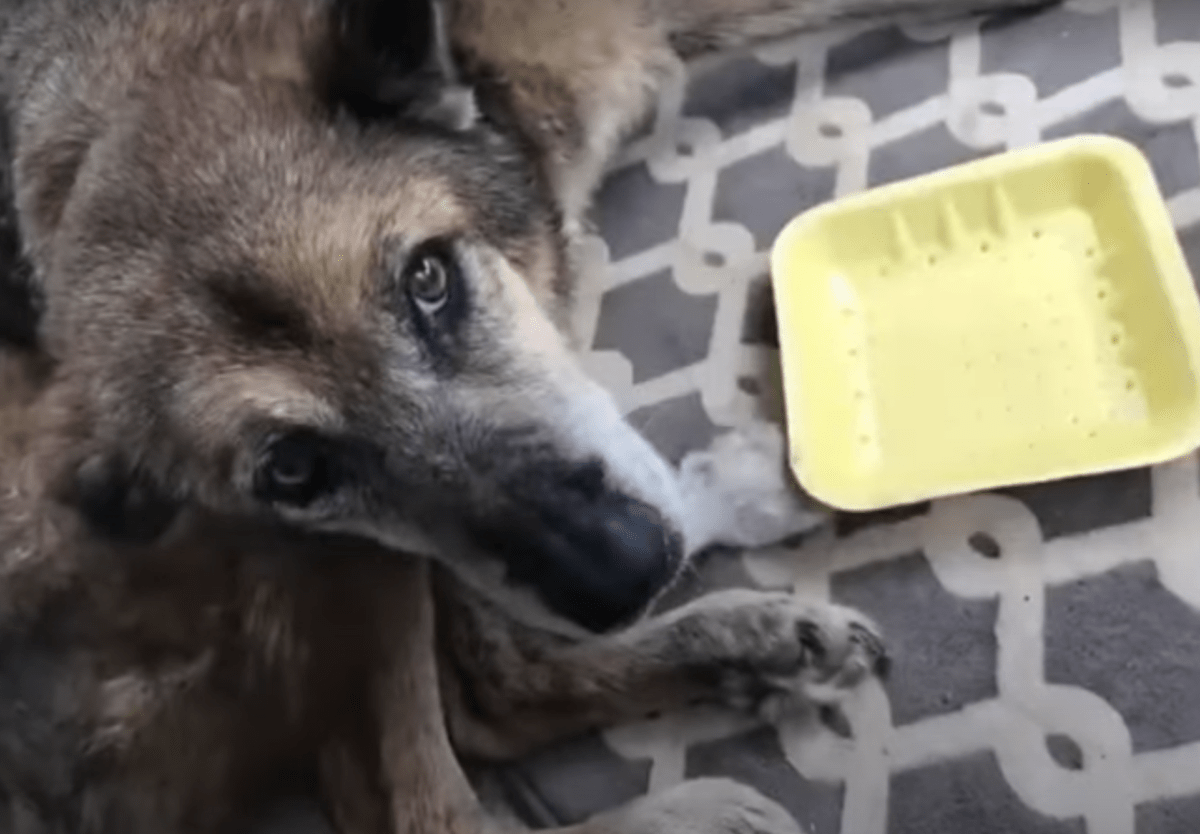 Alter Hund, der aus seinem Zuhause vertrieben wurde, sackte zusammen und wartete auf seine Zeit