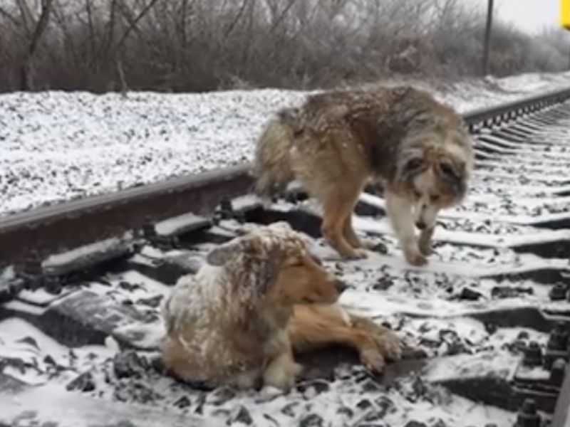 Verletzter Hund steckte zwei Tage lang im Gleis fest, beschützt von seinem treuen Bruder, der sich weigerte zu gehen