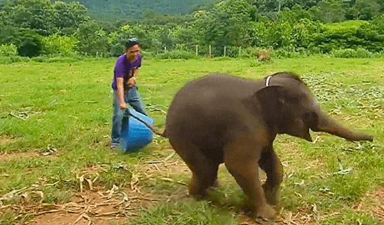 Seltenes Filmmaterial zeigt verspieltes, sechs Monate altes Elefantenbaby, das während eines Spiels im Wildschutzgebiet lacht