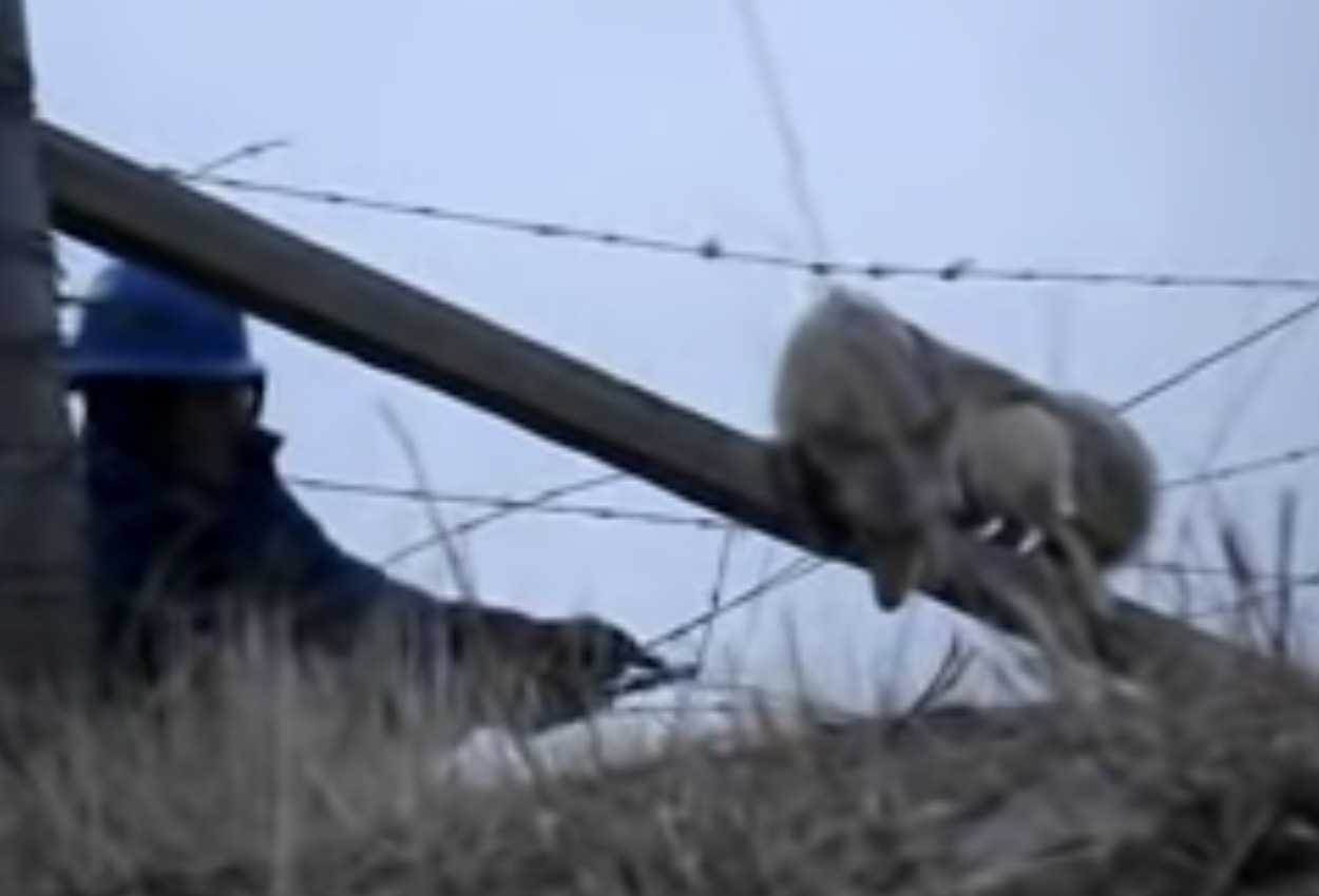 Mann rettet einen Kojoten, der im Stacheldrahtzaun stecken geblieben ist