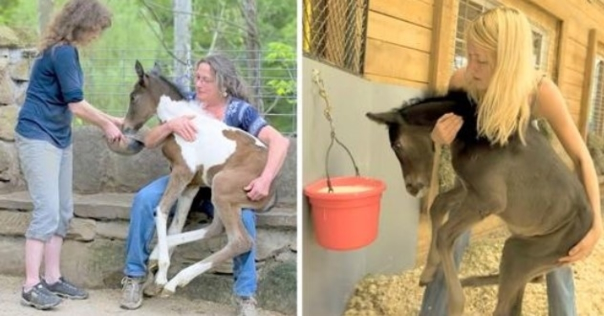 Unerwünschte Pferde werden in der brutalen Zuchtwelt dem Tod überlassen, eine freundliche Frau rettet sie