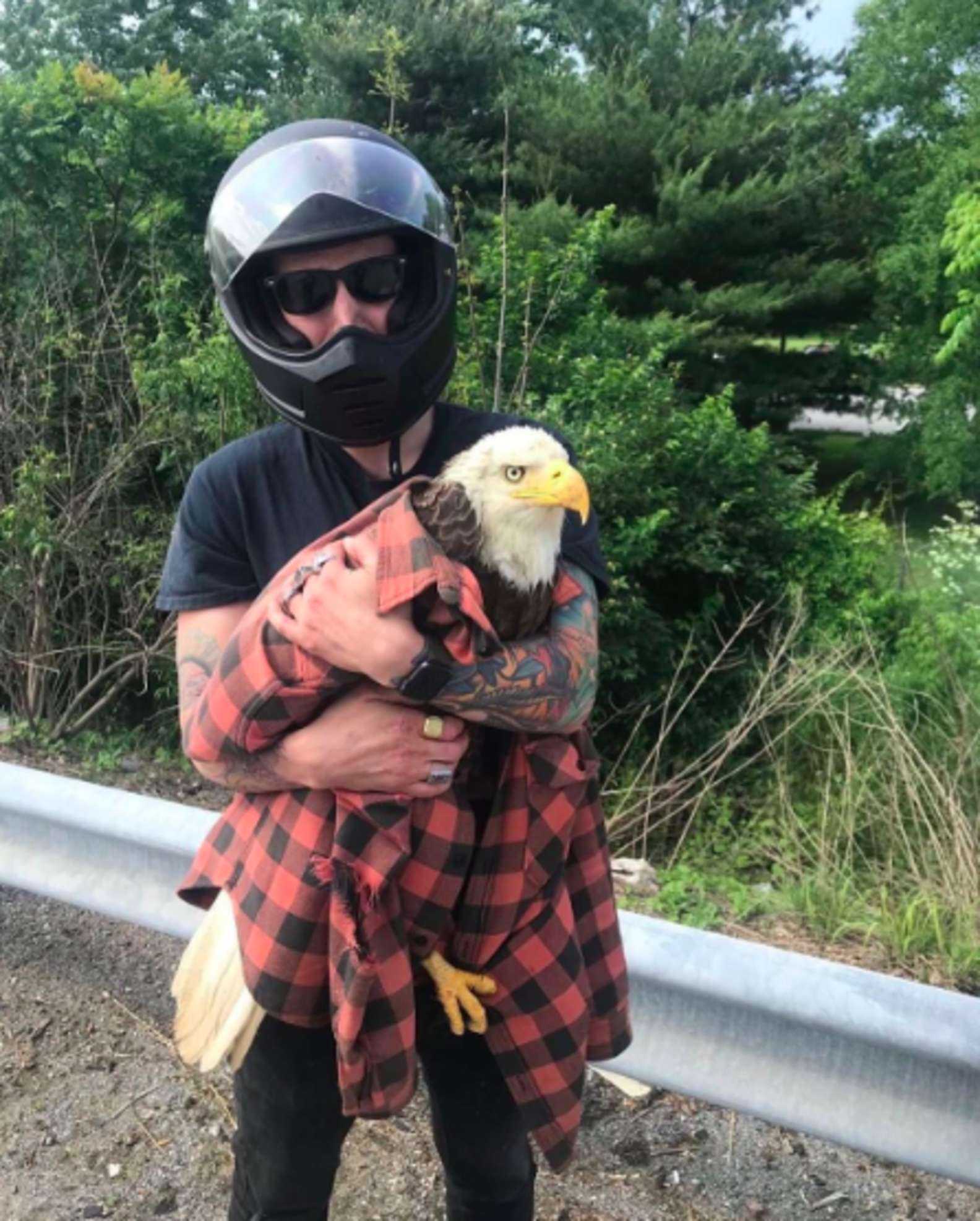 Guy sieht einen Weißkopfseeadler im Verkehr und rettet ihr das Leben