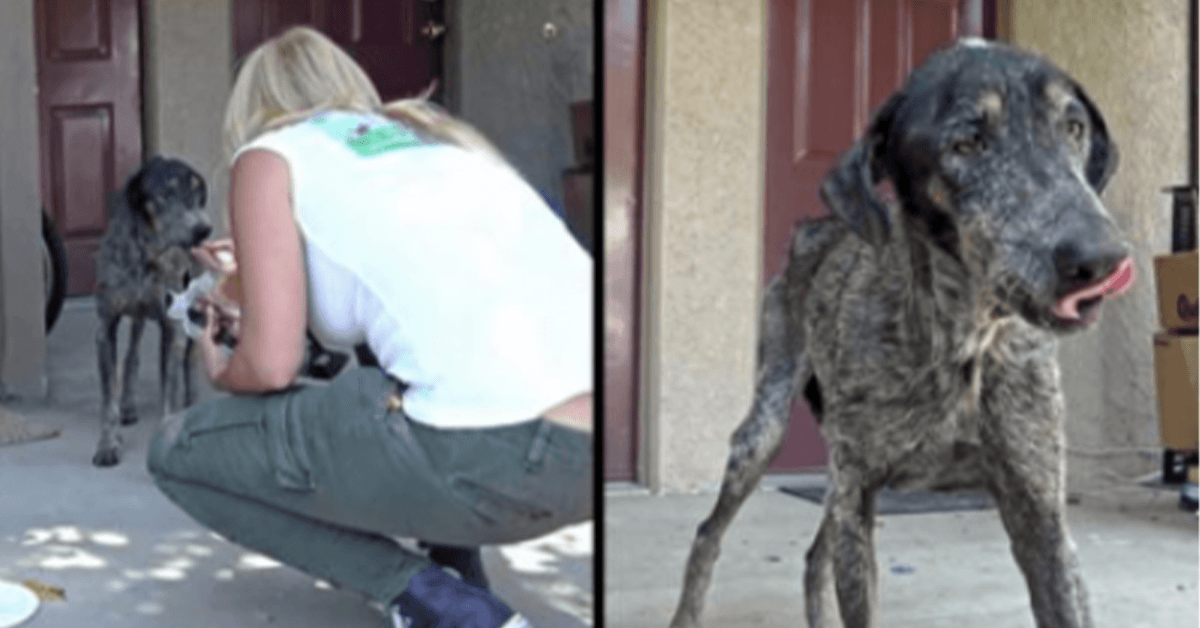 Hundebesitzer dachte, sie sei vor zwei Jahren gestorben, aber Retter fanden sie allein in den Bergen lebend