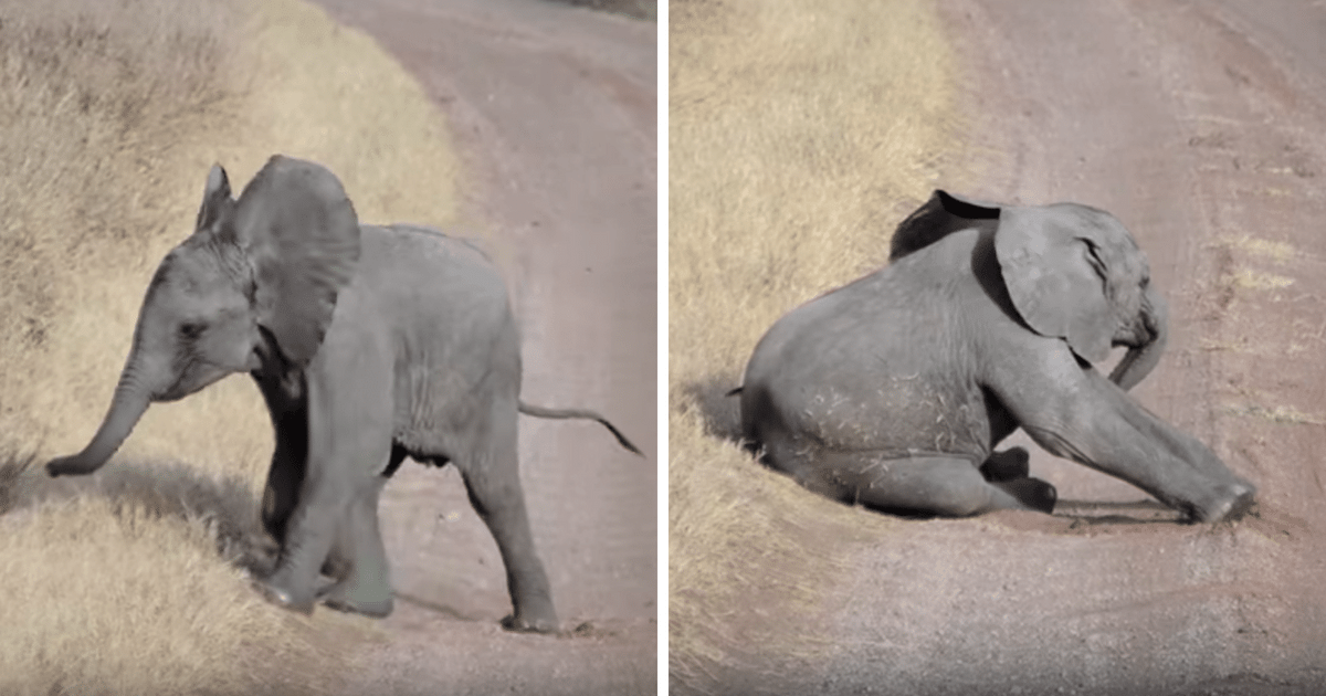 Baby-Elefant wirft den süßesten Wutanfall, der jemals vor der Kamera gefilmt wurde