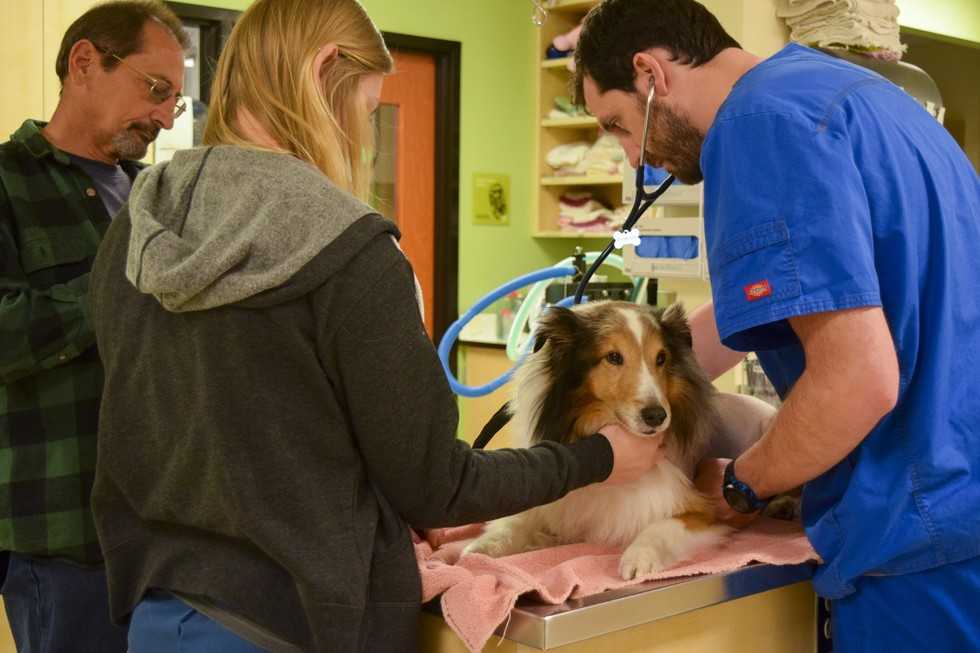 Gelähmter Hund wollte gerade eingeschläfert werden, bis der Tierarzt eine Zecke spürte