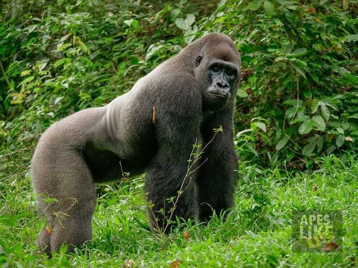 Riesiger Gorilla schließt herzerwärmende Freundschaft mit einem kleinen Buschbaby