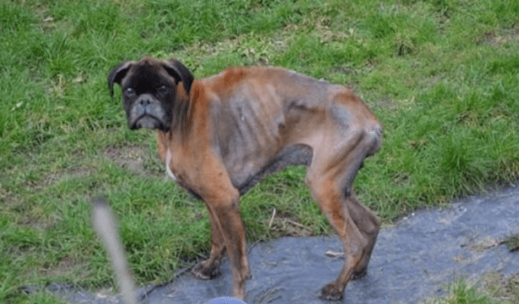 Nach dem Tod seiner Besitzer wurde der Hund 2 Jahre lang in einem erbärmlichen Zustand auf der Straße zurückgelassen