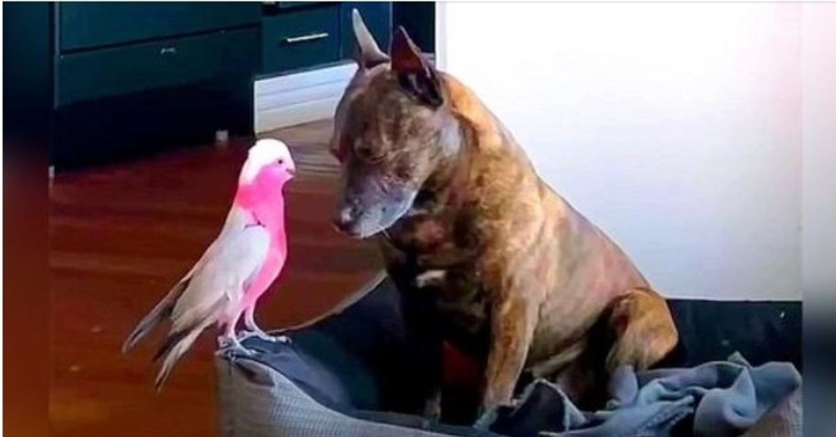 Depressiver Hund weint den ganzen Tag, nachdem der verletzte Vogel, den er gerettet hat, heilt und davonfliegt