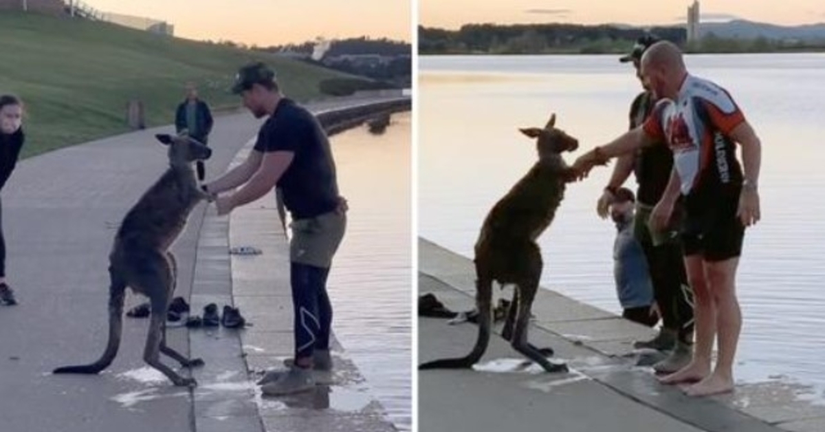 Nachdem Känguru aus dem eiskalten See gerettet wurde, schüttelt er seinem Retter die Hand