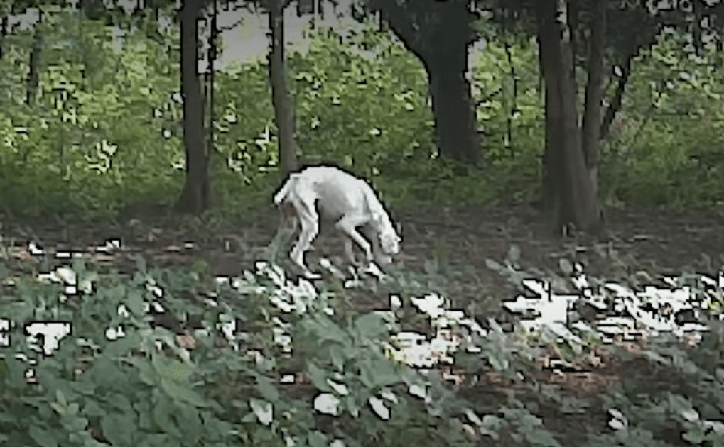 Mann schreit nach seiner Frau, als er eine „Tüte voller Knochen“ durch seinen Garten laufen sieht