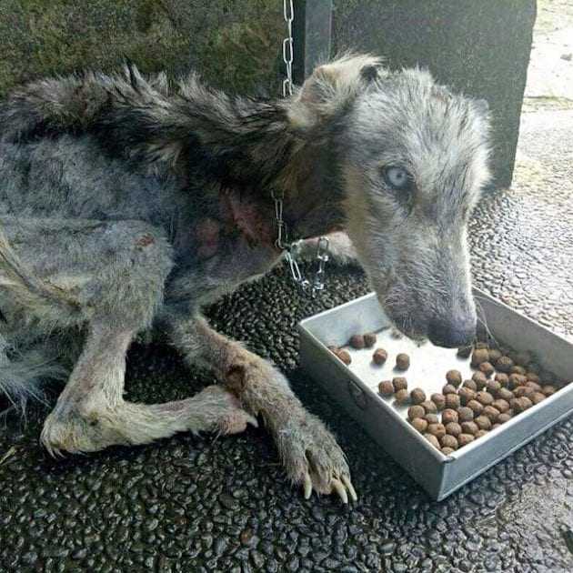Mann rettete sterbende streunende Husky und verwandelte sie in einen wunderschönen Hund