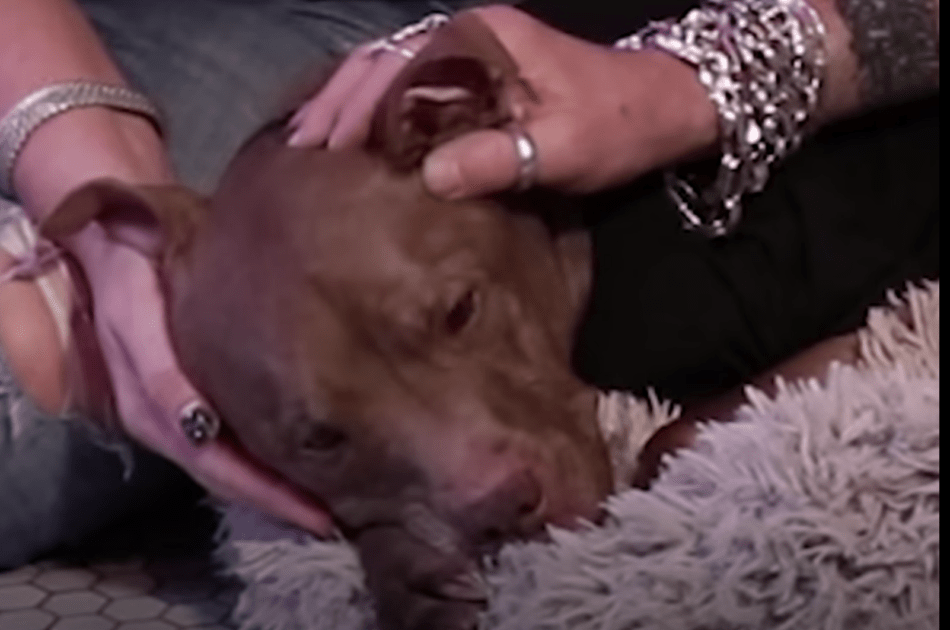 Pitbull von Kill-Shelter Senses Boy ist krank und geht direkt auf ihn zu