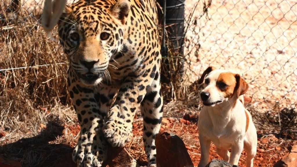 Der gerettete Jaguar findet in dem kleinen Hund Bullet seinen unerwartet besten Freund