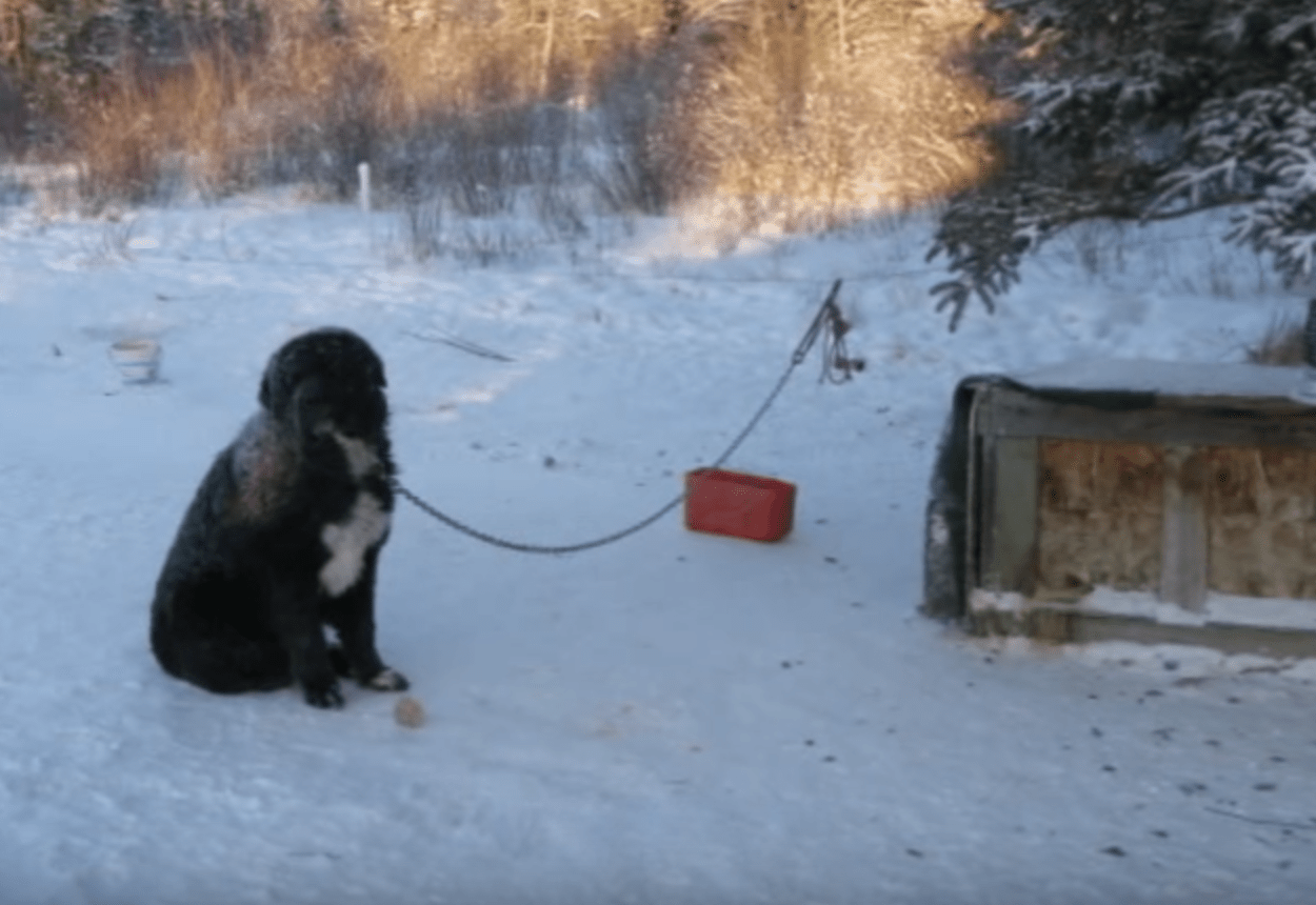 Bei gefrorenem Wetter wurde ein angeketteter Hund gefunden, der abwechselnd eine Pfote vom kalten Boden fernhielt