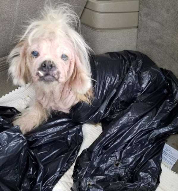 Älterer Hund im Tierheim in Müllsack geworfen, Personal konnte nicht glauben, dass sie noch lebt