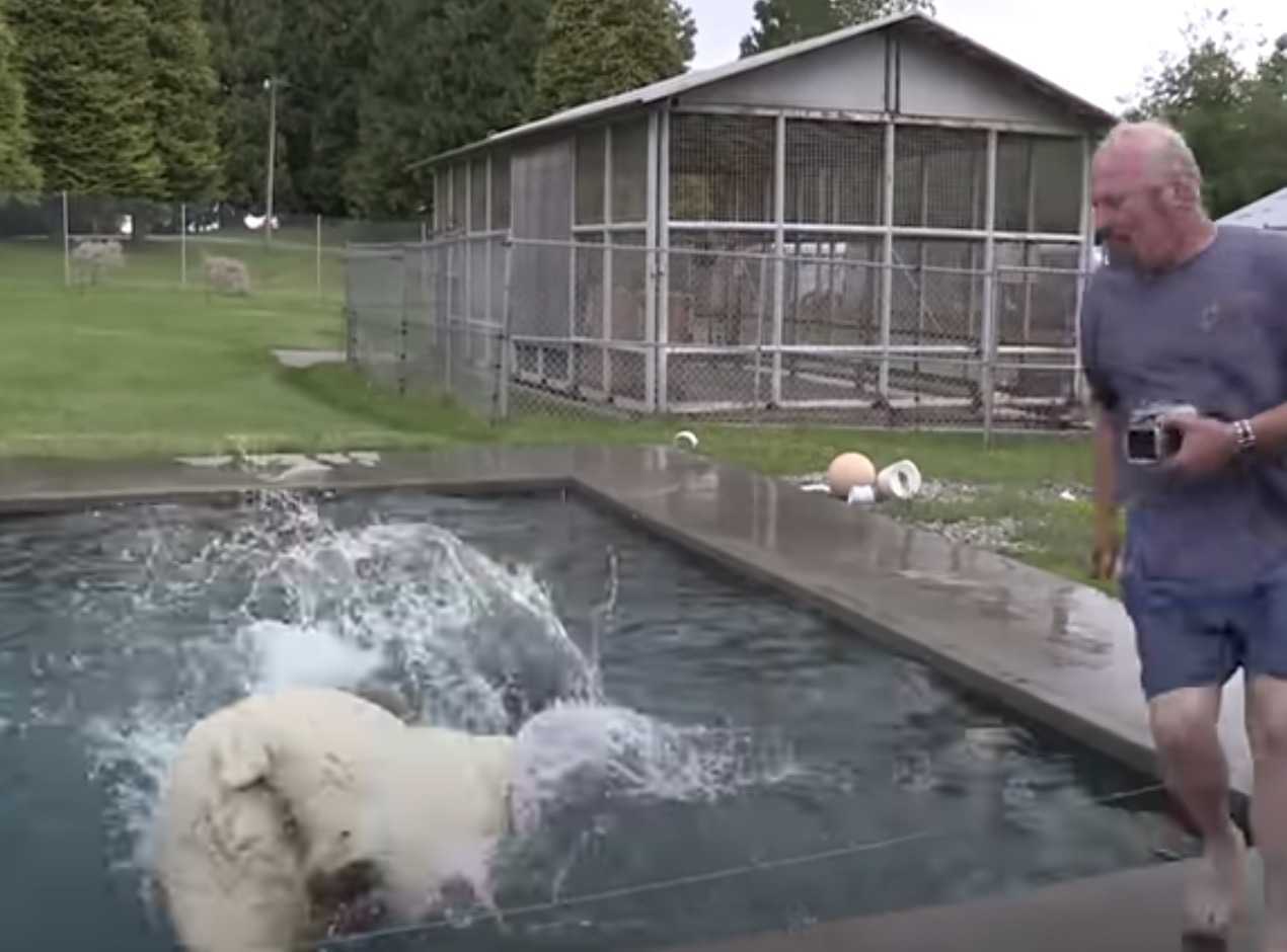 Mann schwimmt mit einem weißen Eisbären, den er über zwei Jahrzehnte lang aufgezogen hat