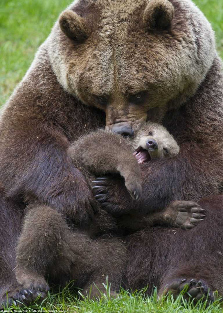 Der Bär brachte sein Junges zu dem Mädchen, so dass es ihm den Splitter aus der Pfote zog