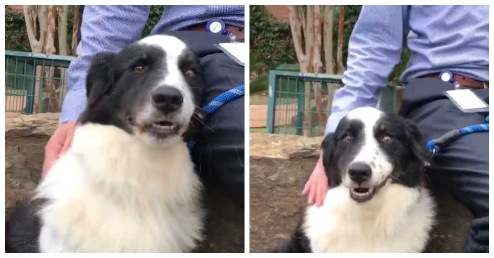 Hund mit gebrochenem Herzen sucht Trost bei einem Freiwilligen im Tierheim, nachdem seine Familie ihn verlassen hat