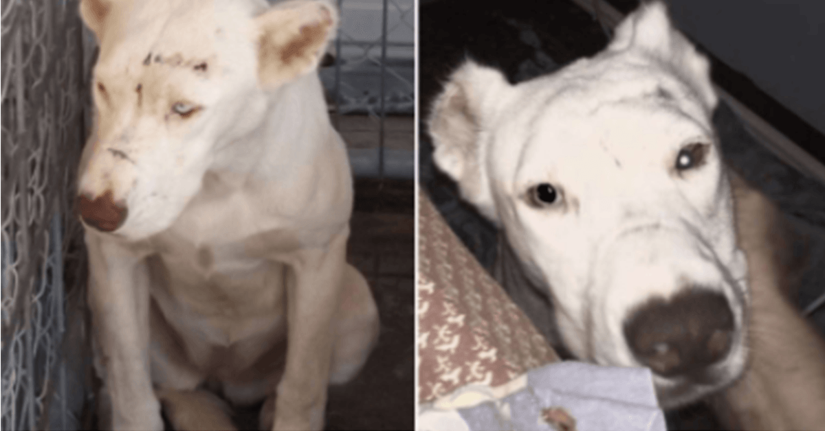 Verängstigter Rettungshund weckt junge Mutter mitten in der Nacht, um sich zu bedanken