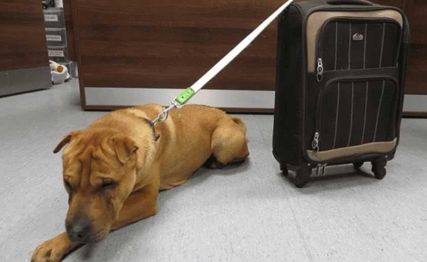 Hund wurde am Bahnhof mit einem Koffer voller Habseligkeiten ausgesetzt