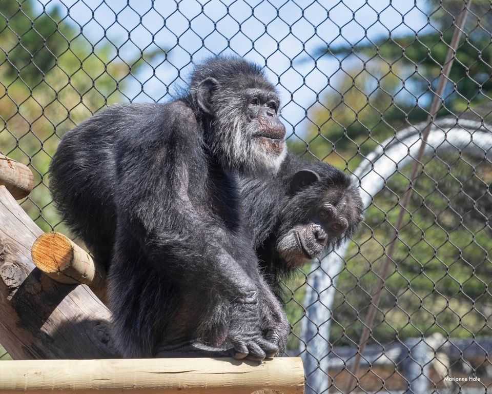 Cobby, der älteste männliche Schimpanse in den USA, stirbt mit 63 – Ruhe in Frieden