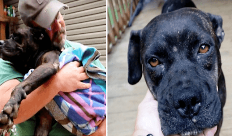 Verletzter Hund findet mitten im Nirgendwo ein Haus, um den einen Mann zu finden, der helfen kann.