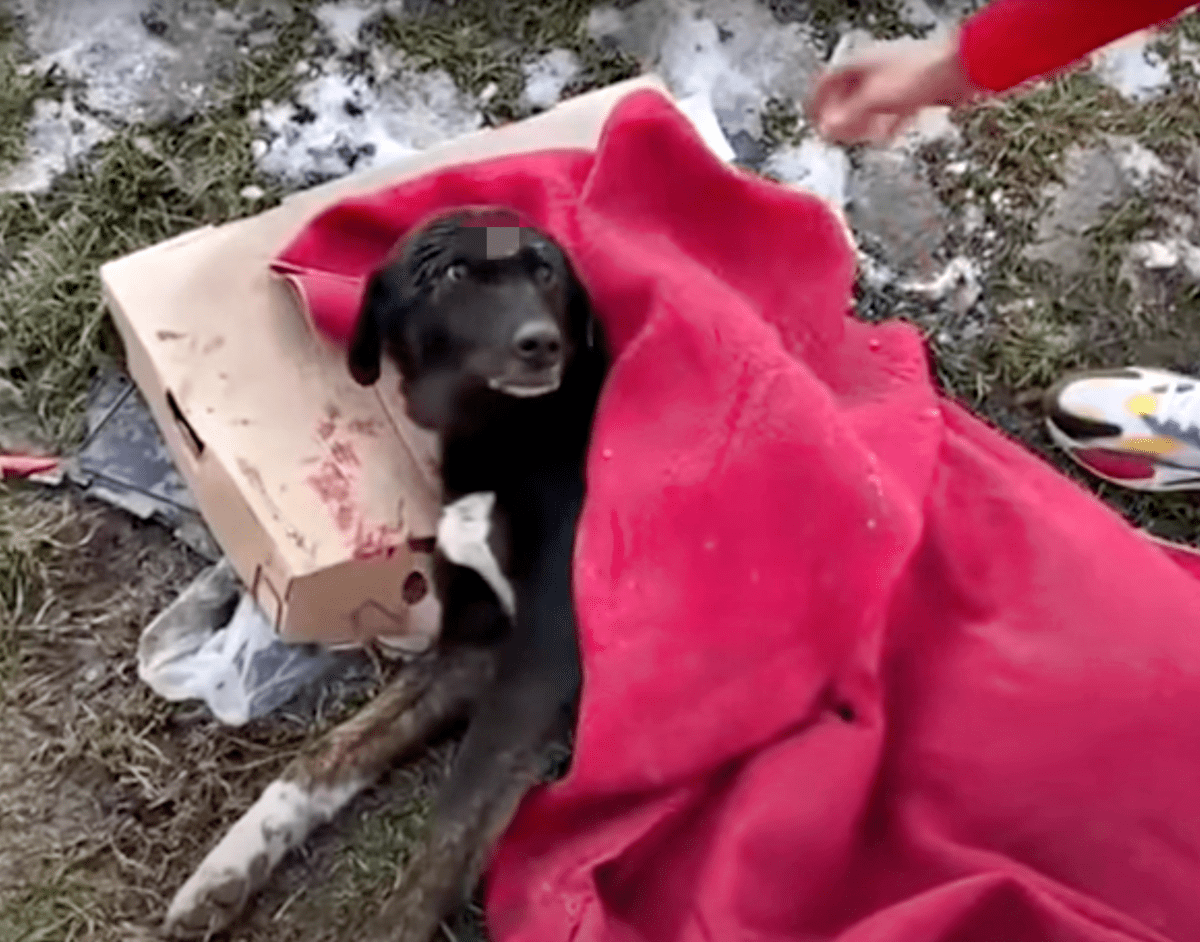 Paar hielt Hund ins Gesicht und weinte, nachdem ihn jemand mit nur einer Decke auf der Straße zurückgelassen hatte