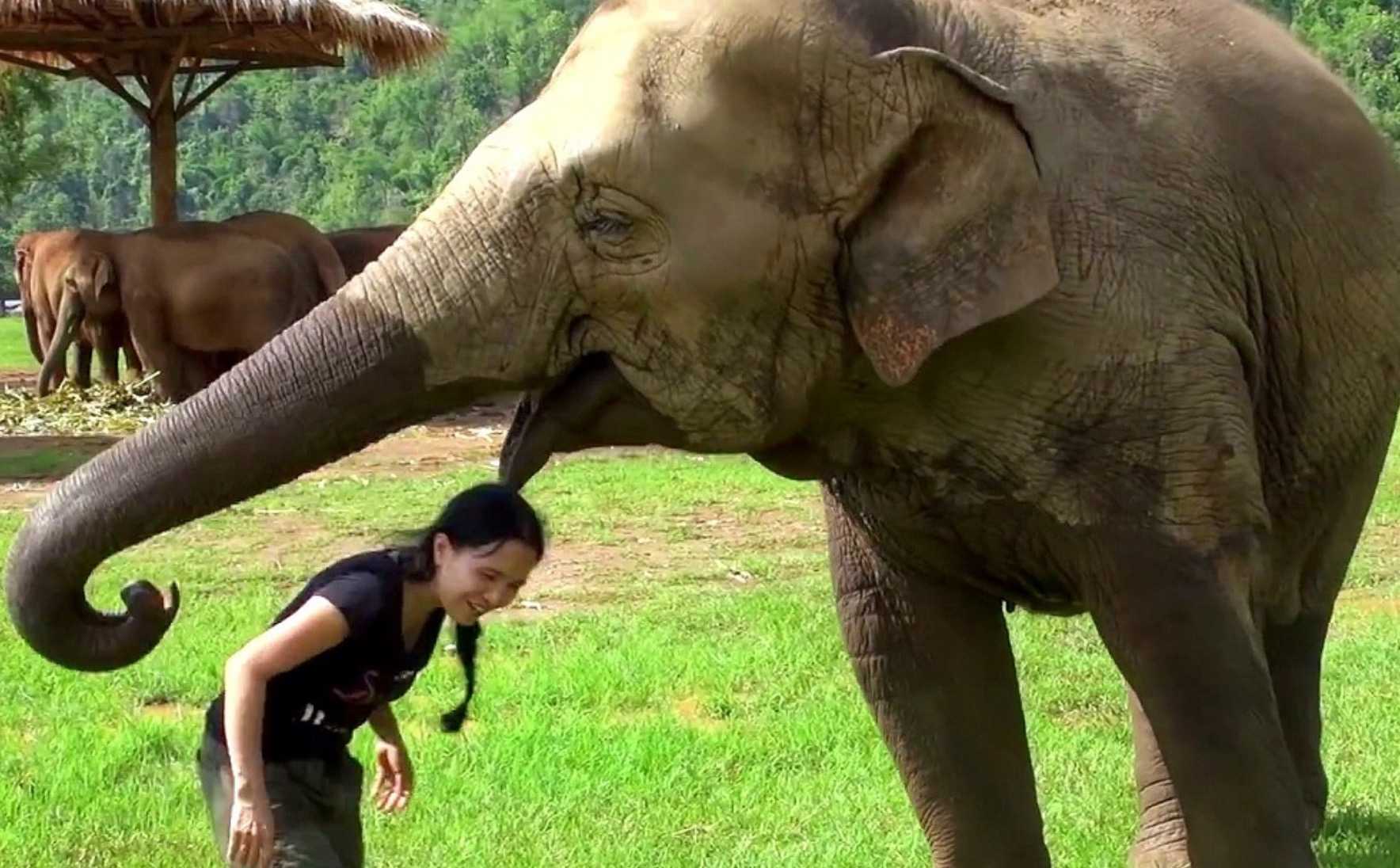 Elephant stürmt ins Interview, um ihren Hausmeister vor den Interviewern zu „retten“.