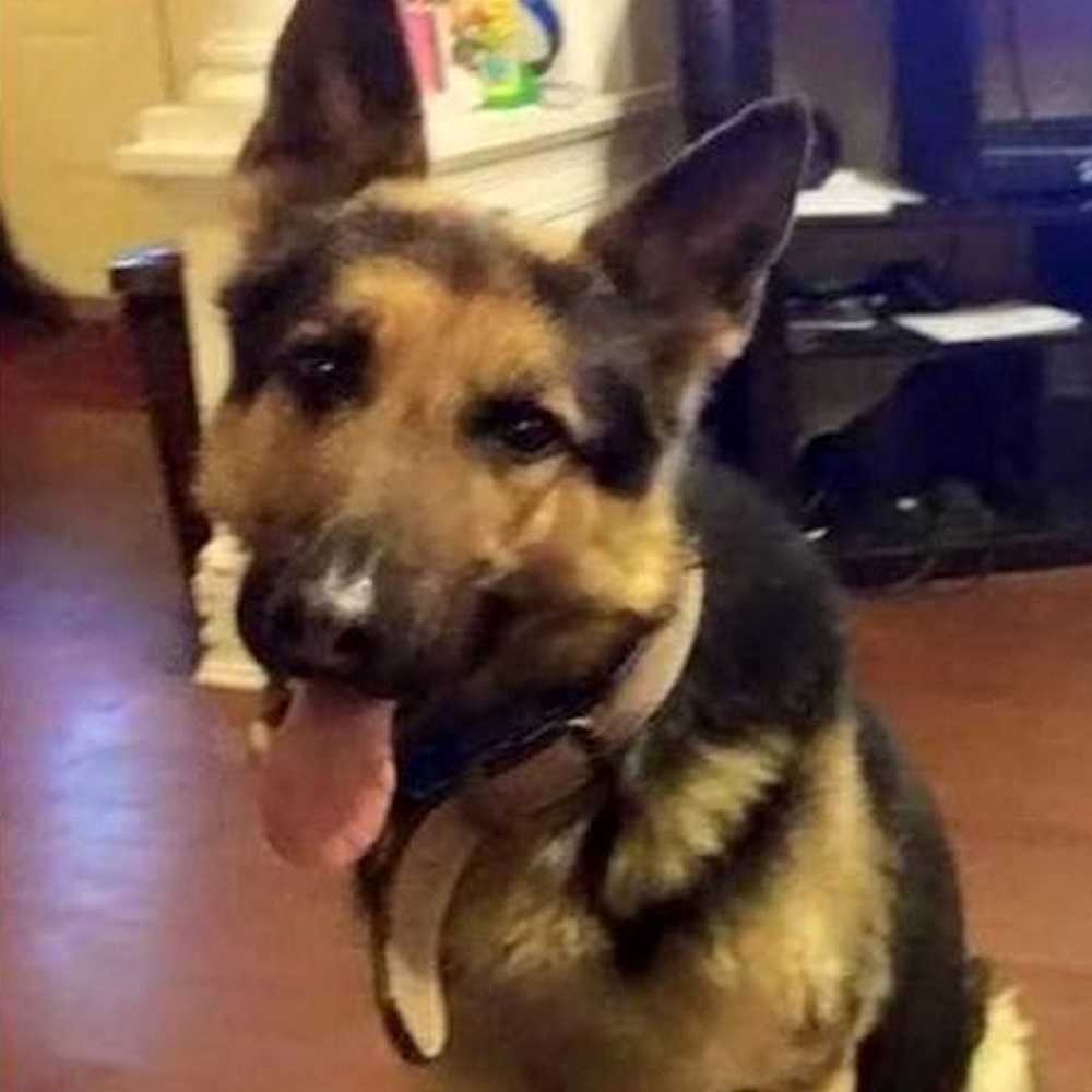 Hund entkommt Kidnapper, weiß aber nicht, wie er nach Hause gehen soll, wandert drei Jahre lang umher