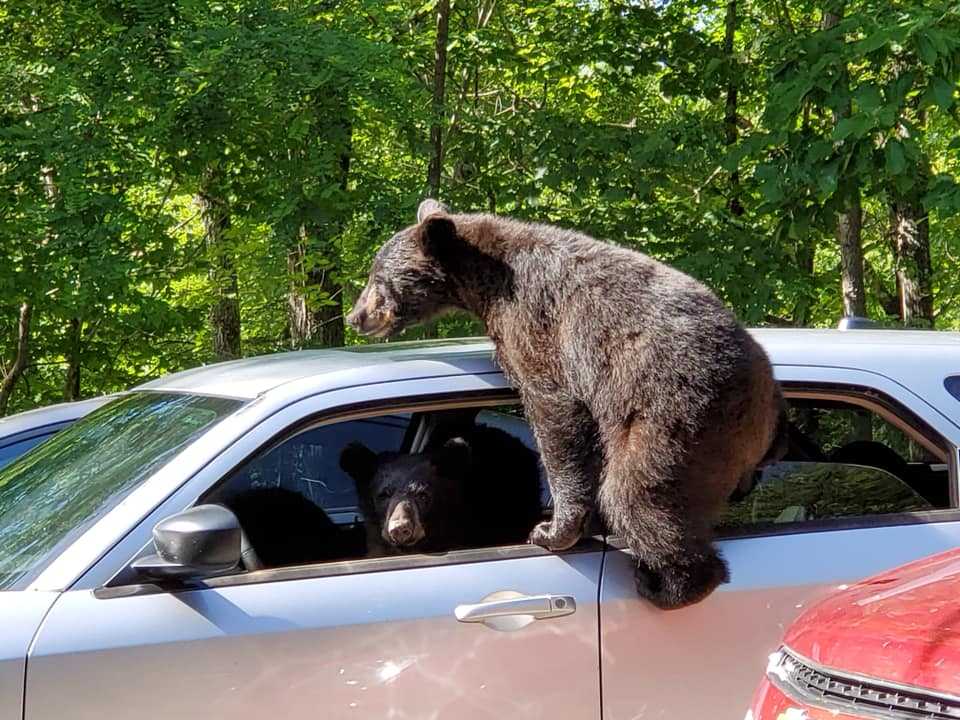 Mann geht nach draußen und entdeckt, dass sich eine ganze Bärenfamilie in sein Auto geschlichen hat