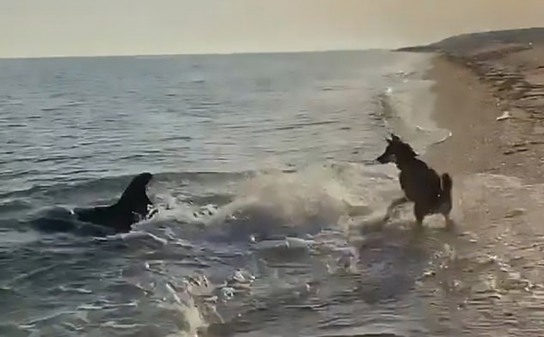 Unglaubliches Video zeigt Hund und Delfin, die zusammen am Strand spielen