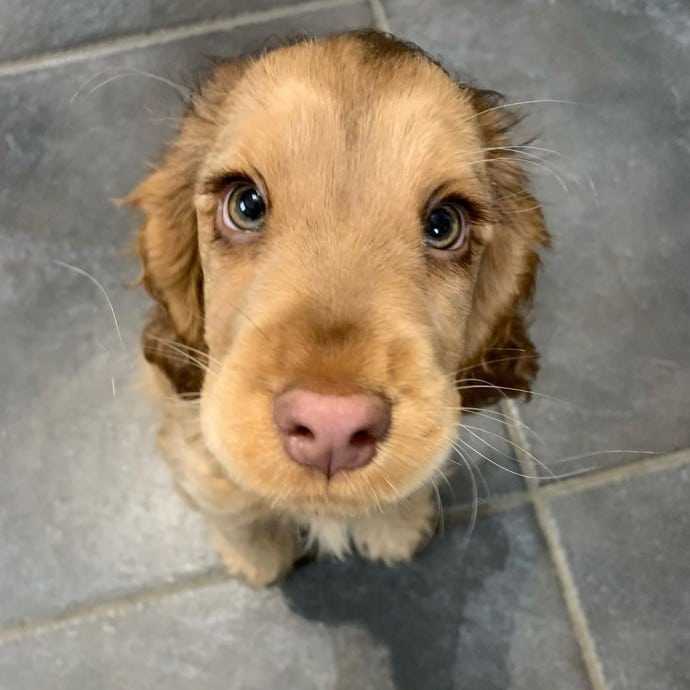 Lernen Sie Winnie kennen, den Cocker Spaniel mit den schönsten Augen der Welt