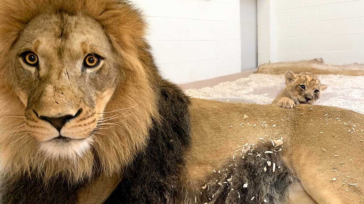 Herzschmelzender Moment Dad Lion geht in die Hocke, um sein Baby zum ersten Mal zu treffen