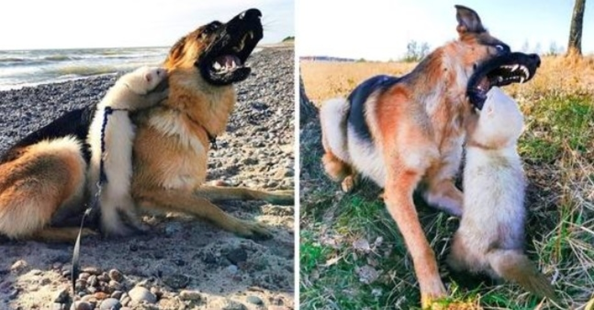 Frau hoffte, dass großer Hund und Frettchen Freunde werden würden, aber der Hund öffnete ihr Maul