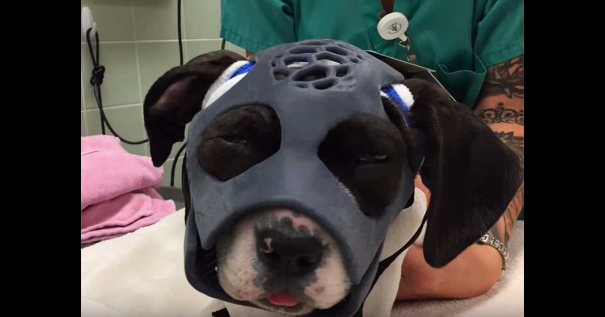 Bei einem Hundekampf misshandelte Hündin erhält erstmals eine 3D-gedruckte Maske, um ihr Leben zu retten