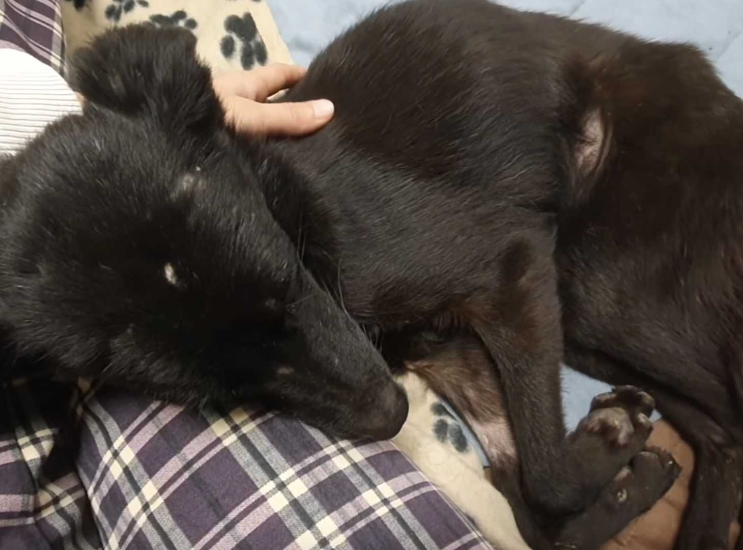 In einer heruntergekommenen Garage gefunden, beginnt ein hungernder Hund mit dem Schwanz zu wedeln, als Retter eintreffen