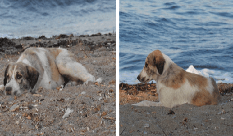 Streunender Hund, der Frau am Strand jagt, entpuppt sich als versteckter Schatz