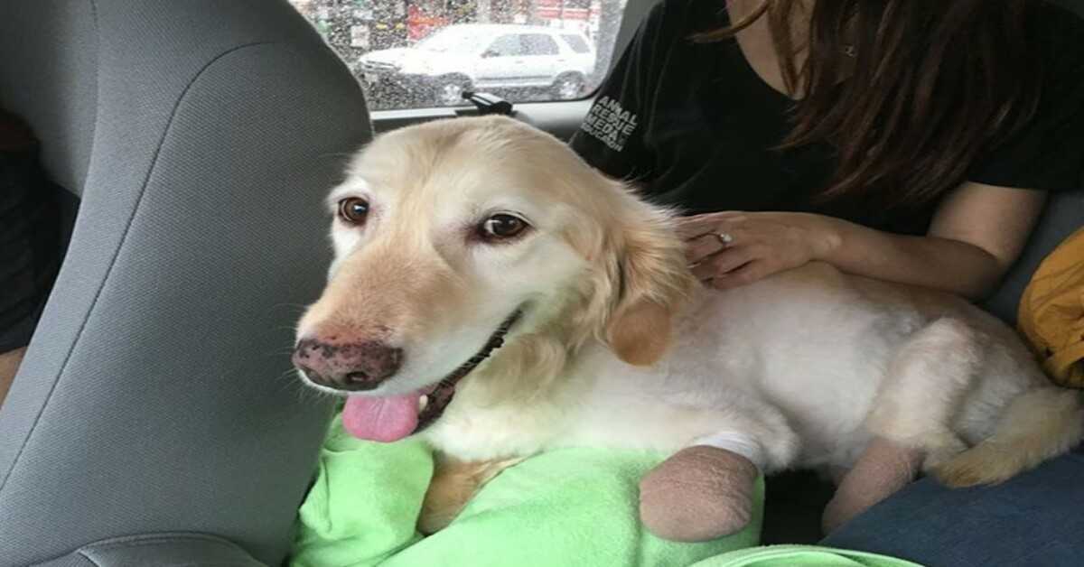 Welpe, der auf dem koreanischen Fleischmarkt alle vier Pfoten verloren hat, wird endlich adoptiert